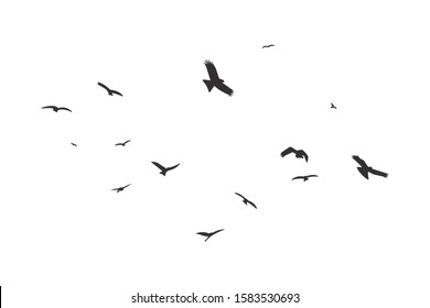 Silhouette of a flock of flying birds