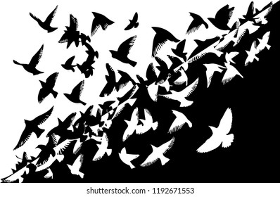 Silhouette of a flock of flying birds. Abstract background black