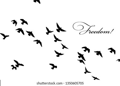 silhouette of a flock of flying birds. Freedom!