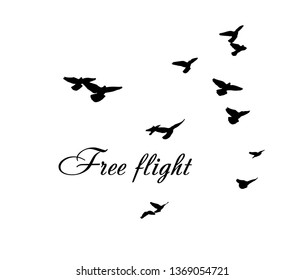 silhouette of a flock of flying birds. Freedom!