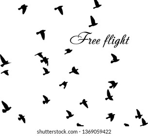 silhouette of a flock of flying birds. Freedom!