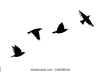 Silhouette of a flock of flying birds. Vector