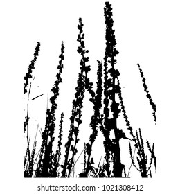 Silhouette. Flower Mullein. Vector illustration. Black white.
