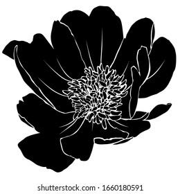 Silhouette of flower of peony. Black image isolated on white background