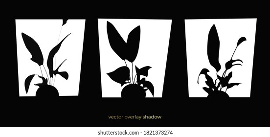 Silhouette of the flower pot shadow on the window. Vector background. Black flat template for overlay shadows in the design. A set of different shaped shadows.