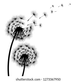 Silhouette of a flowering dandelion