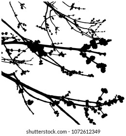Silhouette of a flowering maple branch. Early spring. Isolated Vector Illustration. Transparent background.
