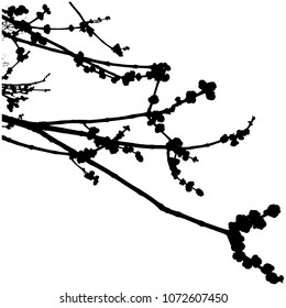 Silhouette of a flowering maple branch. Spring. Isolated Vector Illustration. Transparent background.