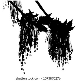 Silhouette of a flowering maple branch. Spring branch. Isolated Vector Illustration. Transparent background.