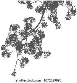 Silhouette of flowering maple branches. Spring day Spring, maple leaves Isolated vector illustration. Transparent background....
