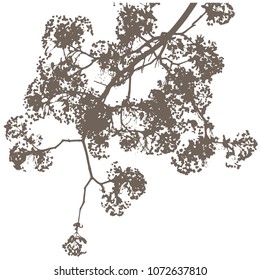 Silhouette of flowering maple branches. Spring day Early spring, maple flowers. Isolated Vector Illustration. Transparent background.