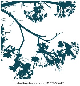 Silhouette of flowering maple branches. Spring day Early spring, maple flowers. Maple inflorescence hangs down. Isolated Vector Illustration. Transparent background.
