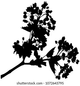 Silhouette of flowering maple branches. Spring day Early spring, maple flowers. Maple inflorescence hang down. Otkrtka. Isolated Vector Illustration. Transparent background.