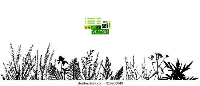 Silhouette of flowers and grass. Vector