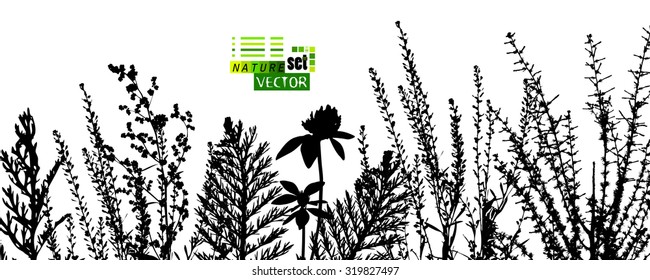 Silhouette flowers grass. Vector