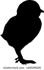 Silhouette of a fluffy baby chicken. Vector illustration.