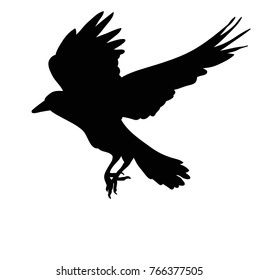 silhouette of flying bird
