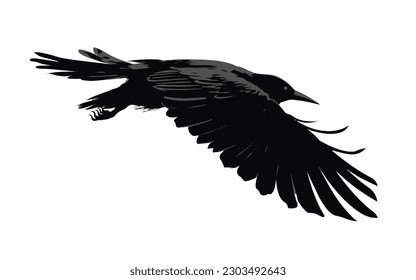 Silhouette eines fliegenden Vogels, Krähe einzeln auf weißem Hintergrund, Vektorgrafik 