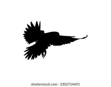 Silhouette of the Flying Bird of Prey, Falcon or Hawk, for Logo, Pictogram, Website, Art Illustration, or Graphic Design Element. Vector Illustration 