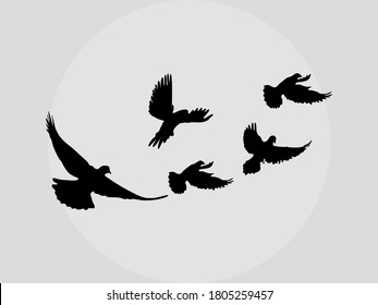 silhouette flying birds on white background. vector illustration
