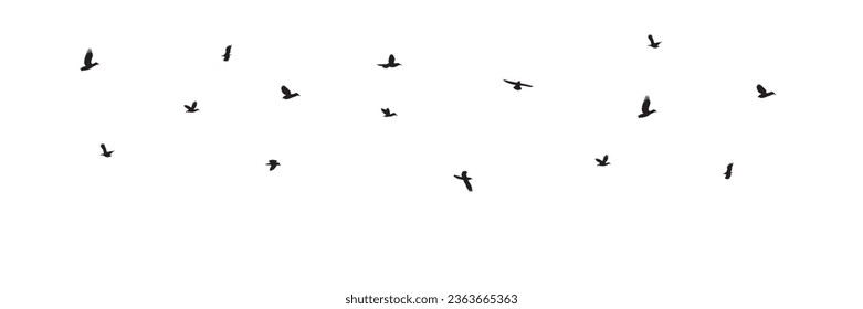 Silhouette flying birds in sky. Vector illustration. 