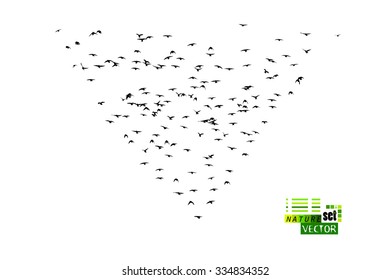 Silhouette flying birds. Vector