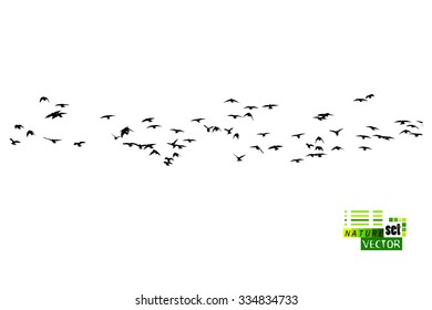 Silhouette flying birds. Vector