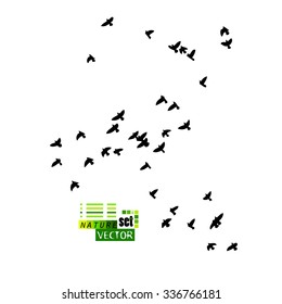 Silhouette flying birds. Vector