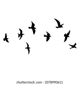 silhouette of flying birds, vector, isolated