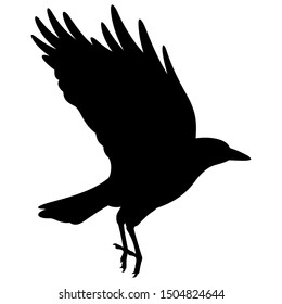 Silhouette of a flying black raven. Vector black white illustration
