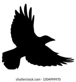 Silhouette of a flying black raven. Vector black white illustration
