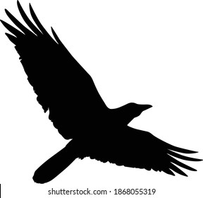 Silhouette of a flying crow. Vector illustration of raven silhouette