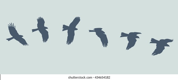 Silhouette of flying eagle 