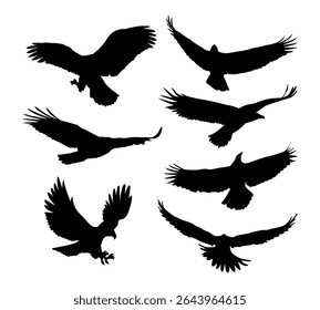 silhouette flying eagles in different poses