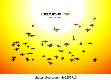 silhouette of a flying flock of birds at sunset. Vector