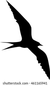 Silhouette of flying gull