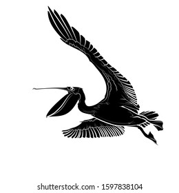 Silhouette of a flying pelican with open beak. Graphic drawing. Vector.