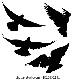 Silhouette of flying pigeons. Set. Vector illustration.