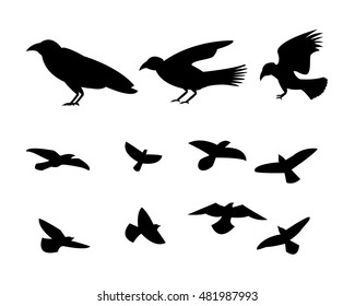 Silhouette flying raven bird, vector design
