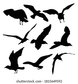 Silhouette of flying seagulls birds on white background. Inspirational concept for skin ink tattoo of sea birds. Vector.