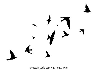 The silhouette of flying swallows. Vector illustration
