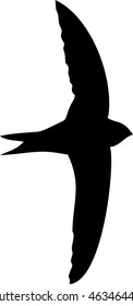 Silhouette of flying swift