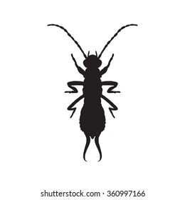 silhouette Forficula auricularia. Earwig silhouette. Sketch of Earwig. Earwig silhouette isolated on white background.  hand-drawn  Earwig silhouette. Vector illustration