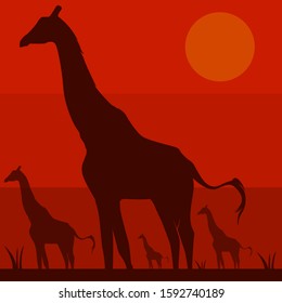 The silhouette of the four Giraffes in a beautiful sunset view of wildlife. Animal wallpaper background