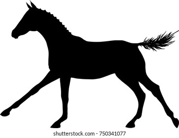 A silhouette a freely galloping foal.