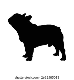Silhouette of a french bulldog standing with its head tilted upwards and small ears visible clearly here