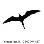 Silhouette of frigate bird isolated on white.