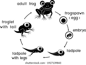 Silhouette Frog Life Cycle Sequence Stages Stock Vector (Royalty Free ...