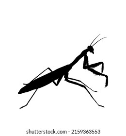 Silhouette of a full body praying mantis on a white background-Vector