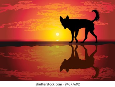 Silhouette of funny dog walking on a tropical beach